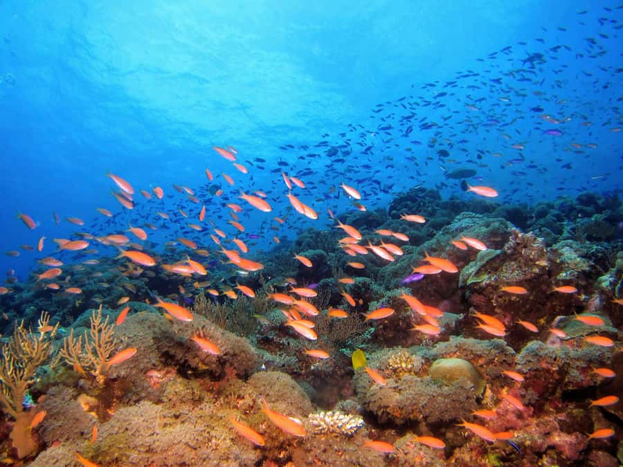 From Pattaya: Snorkeling or Beginner Scuba Diving Tour - Safety, comfort, and physical limits
