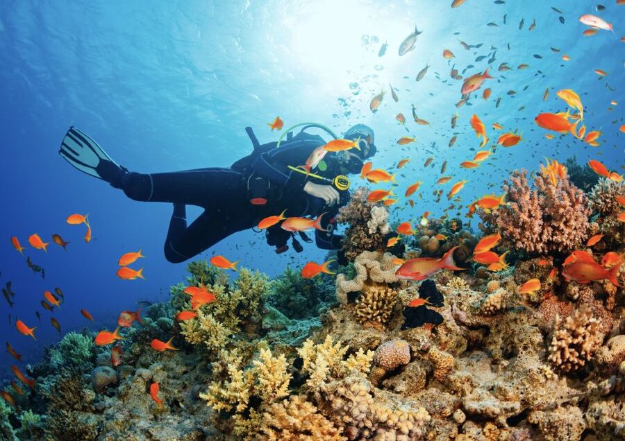 From Pattaya: Snorkeling or Beginner Scuba Diving Tour - Is $82 good value?