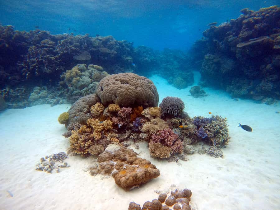 From Pattaya: Snorkeling or Beginner Scuba Diving Tour - The first lesson for new scuba users