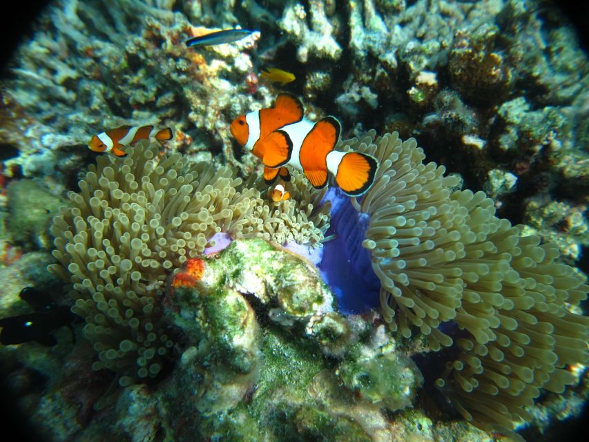 From Phi Phi: Full Day Snorkeling Trip by Longtail Boat - Sunset and glowing plankton provide a strong finish