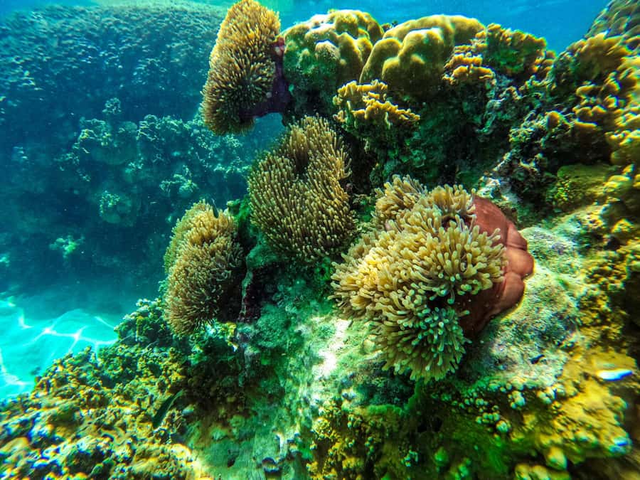 From Phuket: Lazy Snorkel & Explore at Bamboo & Phi Phi - Who should book this island day?