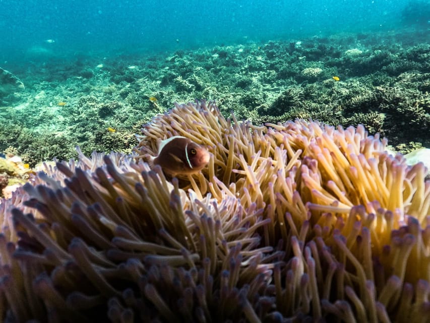 From Phuket: Lazy Snorkel & Explore at Bamboo & Phi Phi - Reaching Maya Bay from Loh Samah