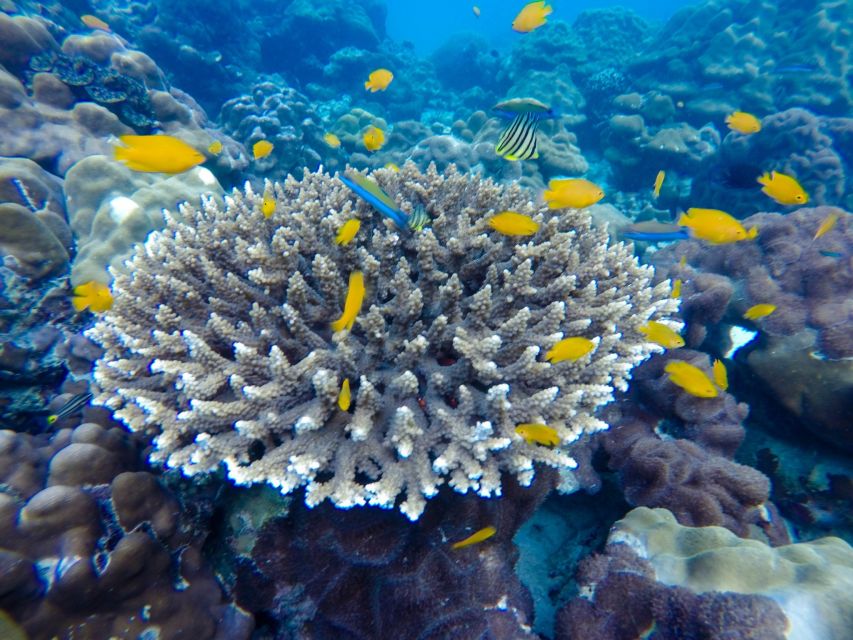 From Phuket: Phi Phi and Maya Bay Snorkeling by Speedboat - The speedboat trade-off