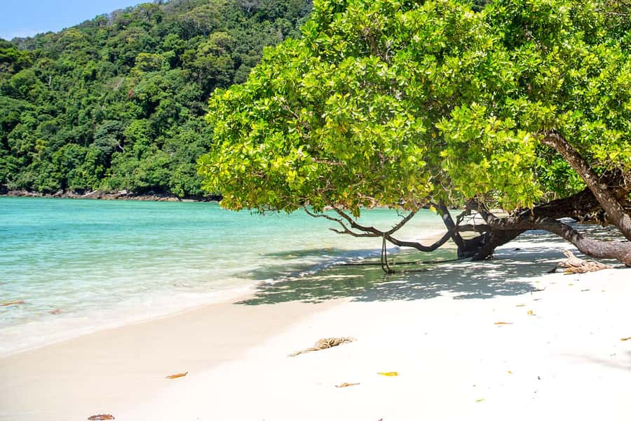 From Phuket: Surin Islands Snorkeling Trip - The Moken visit adds a human side