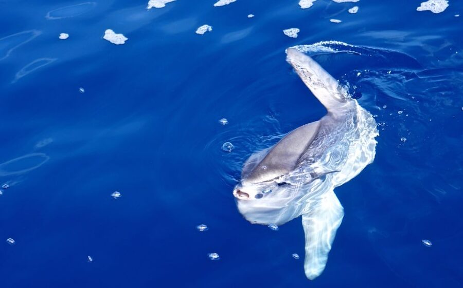 From Porto Ercole: Giannutri Island Snorkeling Boat Trip - Key points at a glance