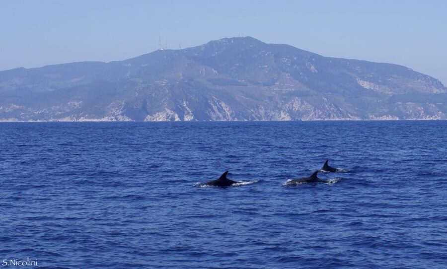 From Porto Ercole: Giannutri Island Snorkeling Boat Trip - Should you book the Giannutri snorkeling trip?