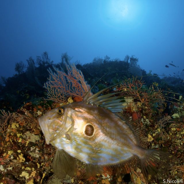 From Porto Ercole: Giannutri Island Snorkeling Boat Trip - What makes Giannutri Marine Park special