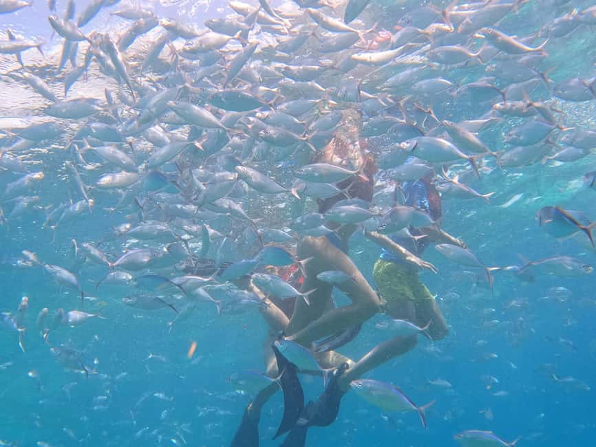 From Punta Cana: Catalina Island Swim, Sail & Snorkel - Should You Book the Catalina Island Swim, Sail, and Snorkel?
