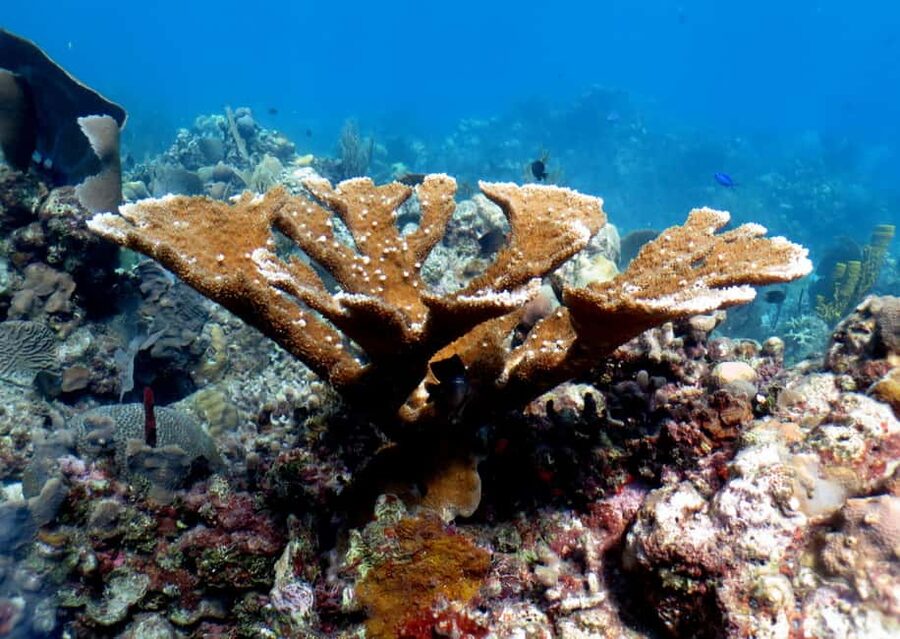 From Punta Cana: Small Group Catalina Island Snorkeling Tour - Key points at a glance