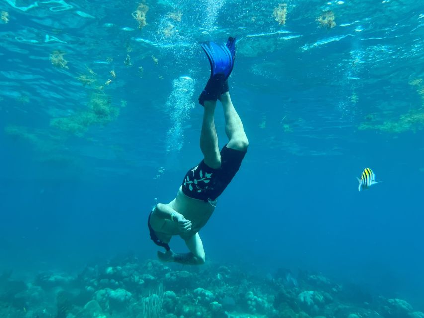 From Punta Cana: Small Group Catalina Island Snorkeling Tour - The Aquarium: shallower water and a second look
