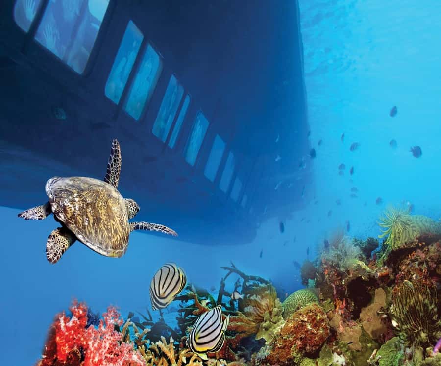From Safaga: Royal Seascope Submarine with Snorkeling - Timing, Packing, and Small Practical Details