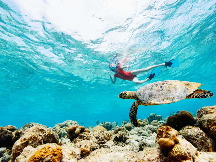 From Samui: Koh Tao and Nangyuan Snorkeling Tour Day Trip - Koh Tao’s coral and fish