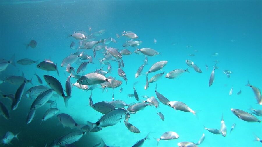 From San Teodoro: snorkeling in the pools of Molara - What makes the Natural Pools special
