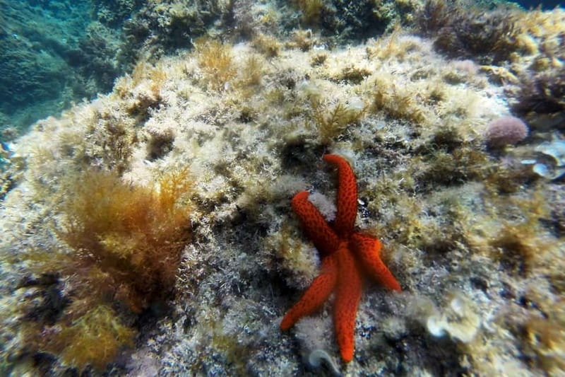 From Sant Feliu de Guíxols: Kayak and Snorkel in Costa Brava - The 15-minute safety briefing