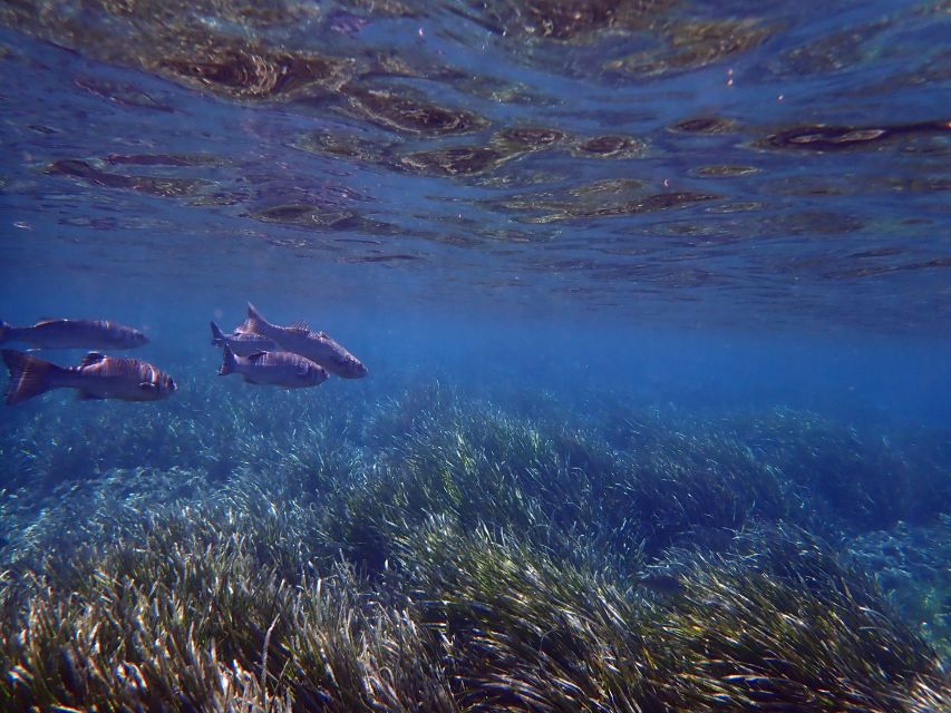 From Santa Pola: Snorkel Trip in Tabarca Island - Key points to know before you book