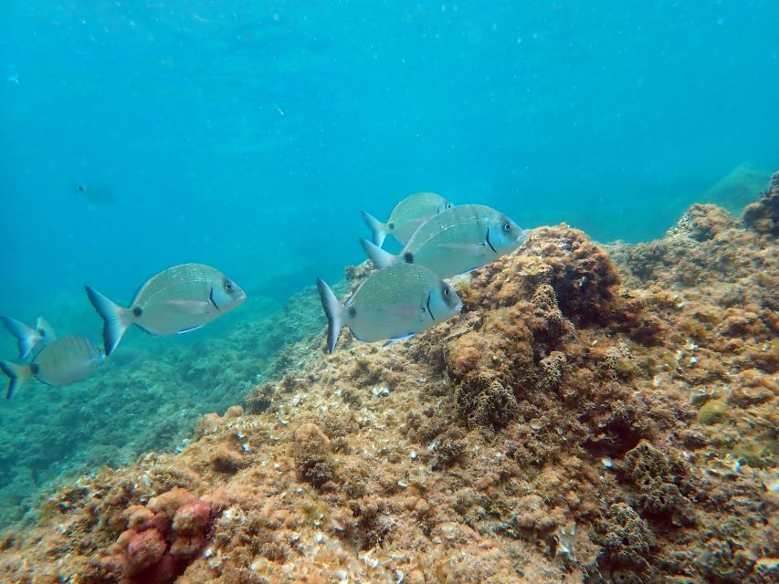 From Santa Pola: Snorkel Trip in Tabarca Island - Following Tabarca’s underwater route