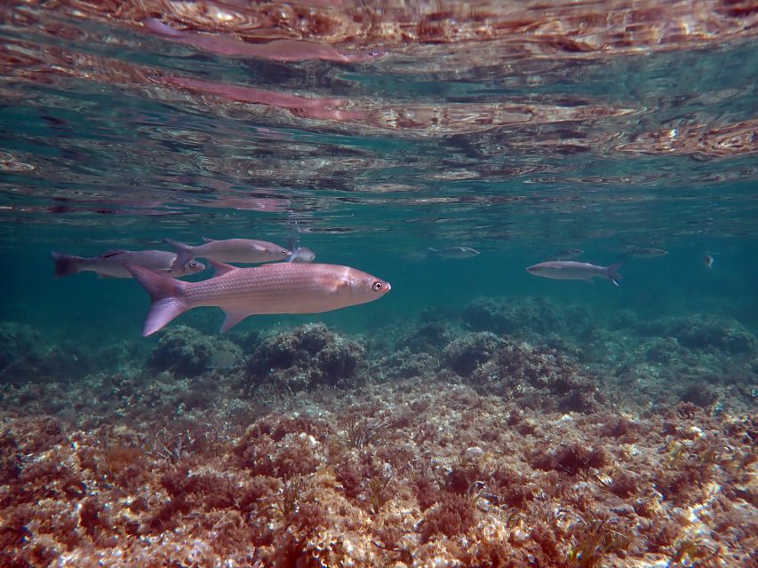 From Santa Pola: Snorkel Trip in Tabarca Island - What makes the guide useful