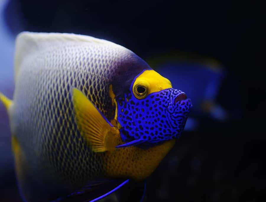 From Sharm: White Island and Ras Mohamed Snorkeling Trip - Is the $29 price good value?