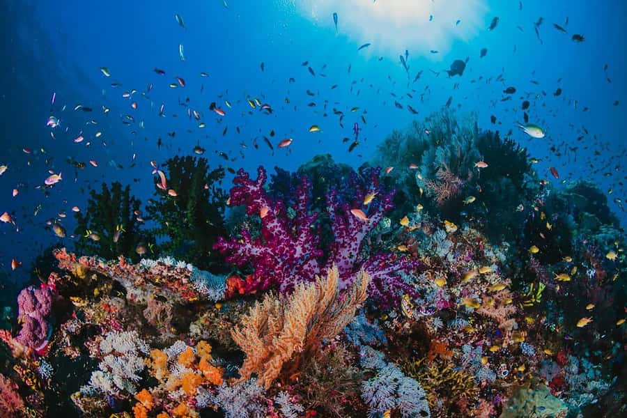 From Sharm: White Island and Ras Mohamed Snorkeling Trip - White Island and its shifting sands