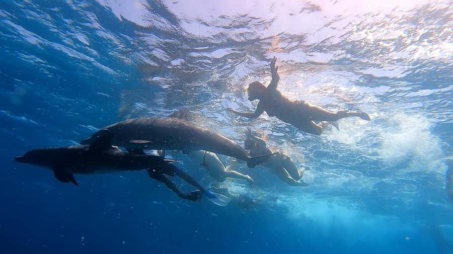 From Sharm: White Island and Ras Mohamed Snorkeling Trip - Lunch on the yacht