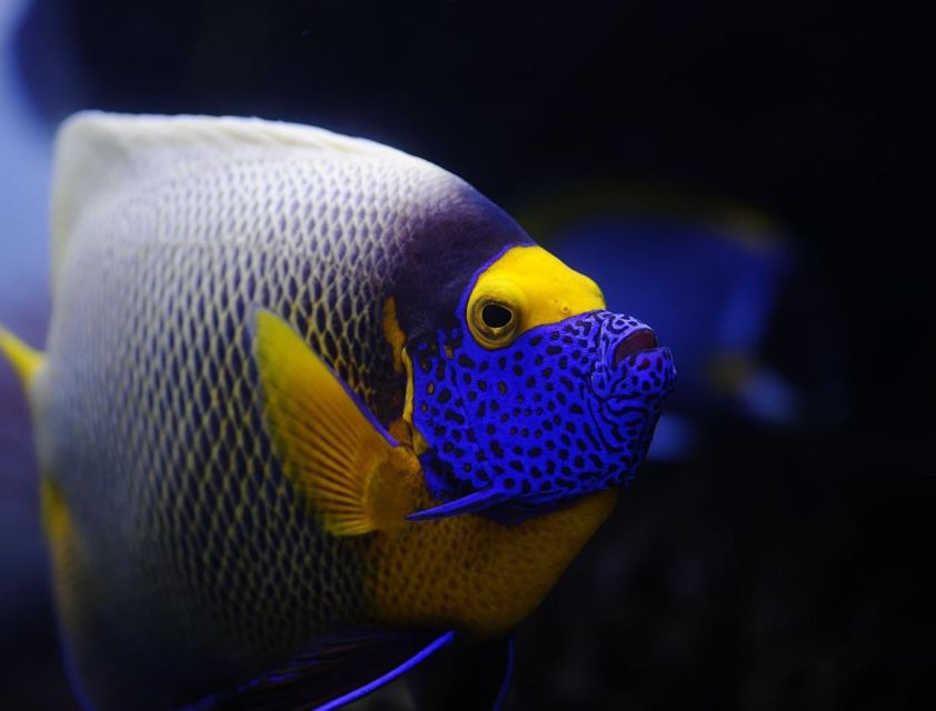 From Sharm: White Island and Ras Mohamed Snorkeling Trip - How safe and family-friendly is it?