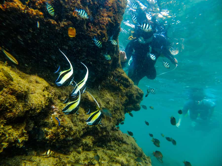 From St Lucia: Cape Vidal Full-Day Snorkeling Safari - Why Cape Vidal makes a strong full-day outing