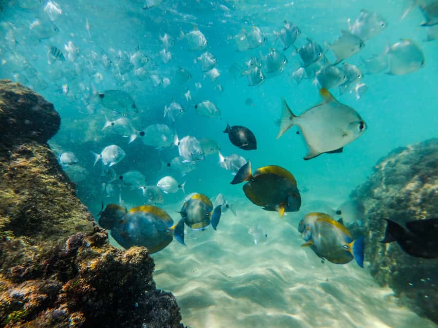From St Lucia: Cape Vidal Full-Day Snorkeling Safari - Booking details that matter