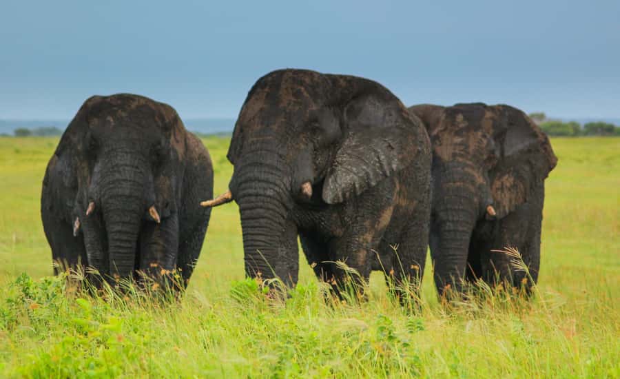 From St Lucia: Cape Vidal Full-Day Snorkeling Safari - Starting from St Lucia in an open game-drive vehicle