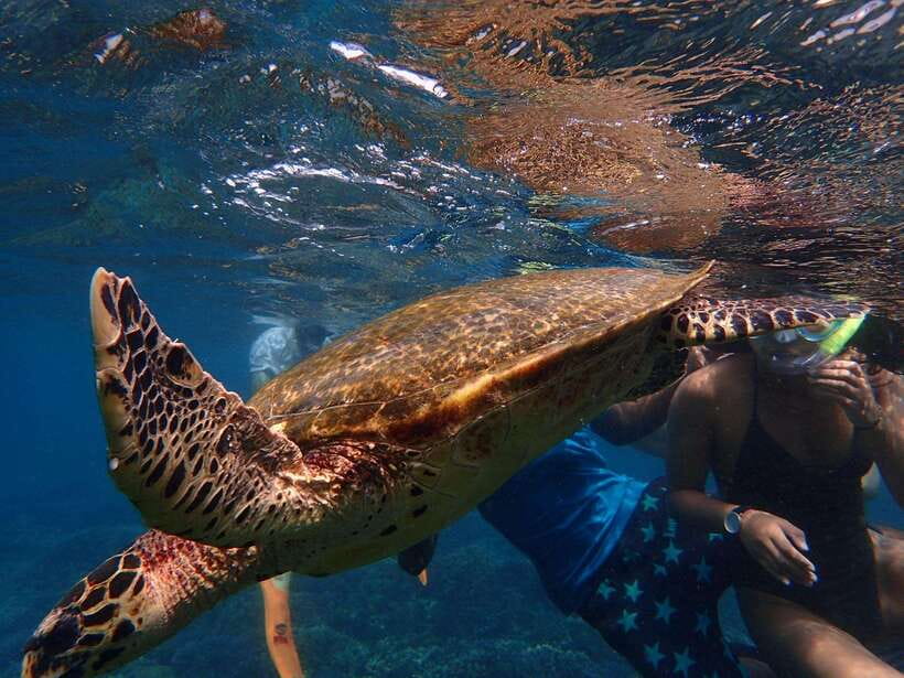From Uppuveli Beach: Pigeon Island Snorkeling Tour - Coral, fish, and a second chance to look around