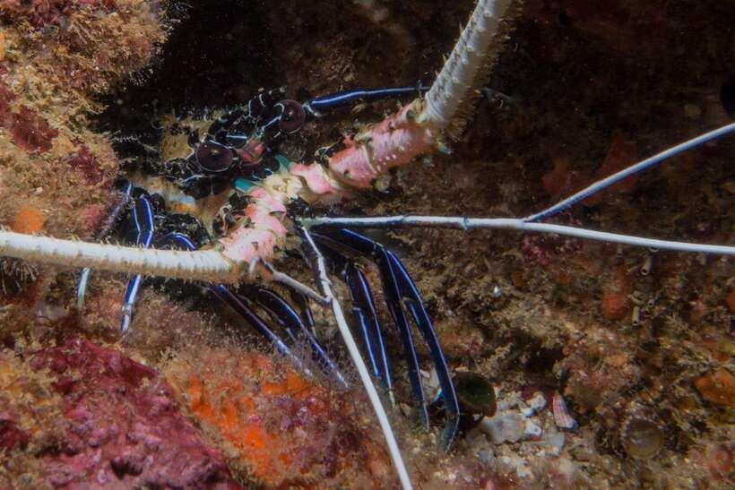 From Uppuveli Beach: Pigeon Island Snorkeling Tour - Safety and the value of a small group