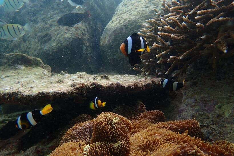From Uppuveli Beach: Pigeon Island Snorkeling Tour - What the $50 price really includes