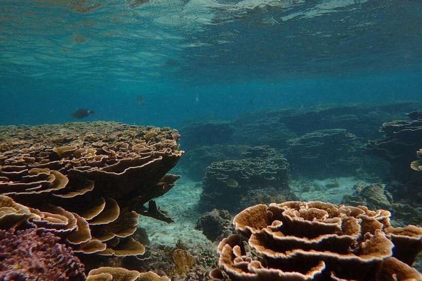 From Uppuveli Beach: Pigeon Island Snorkeling Tour - Who will enjoy this Pigeon Island tour most