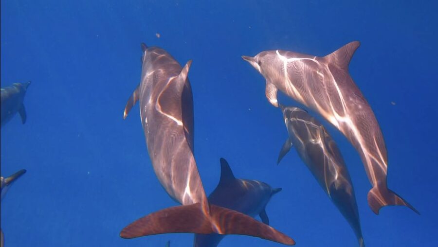 From Waikiki: Turtle Canyon Snorkeling Tour - Key points to know before booking
