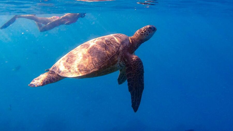 From Waikiki: Turtle Canyon Snorkeling Tour - What the $81 price buys you at Turtle Canyon