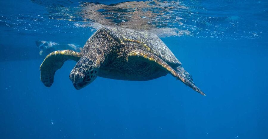 From Waikiki: Turtle Canyon Snorkeling Tour - A quick 15-minute cruise from Honolulu