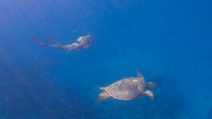 From Waikiki: Turtle Canyon Snorkeling Tour - Guides who keep the encounter safe