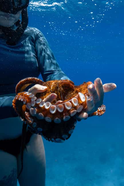 From Waikiki: Turtle Canyon Snorkeling Tour - What the wildlife experience feels like