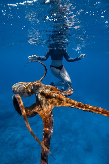 From Waikiki: Turtle Canyon Snorkeling Tour - Practical strengths and small frustrations