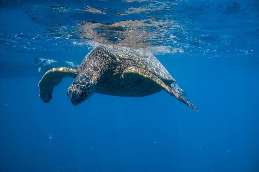 From Waikiki: Turtle Canyon Snorkeling Tour - Meeting the boat behind the yellow parasail booth