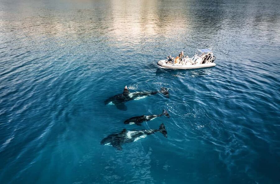 From Whitianga: Cathedral Cove Cruise with Snorkeling - Snorkeling and optional rock jumps