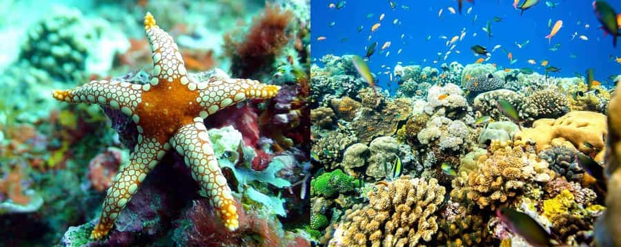 From Zanzibar: Mnemba Boat Tour with Snorkeling & Dolphine - Turtles, fish, and the small details that matter