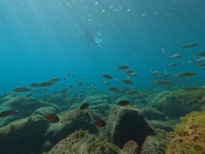 Fuerteventura: Guided Snorkeling in La Lajita with Pickup