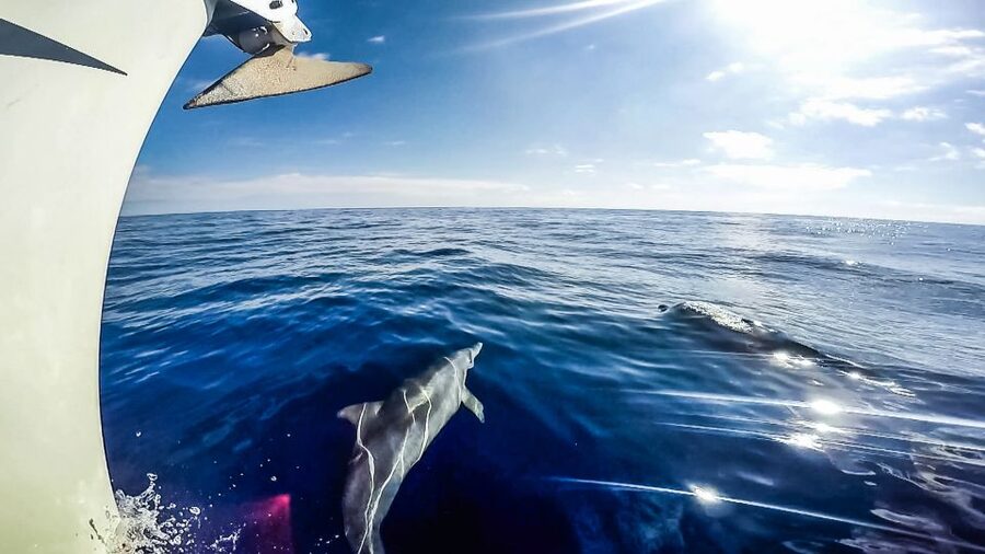 Fuerteventura: Sailing with Snorkeling and Dolphin Watching - Tapas, Drinks, and the Ride Back