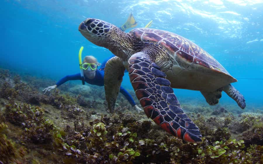 Fujairah: Snorkeling and Watersports at Snoopy Island - Key points before you book