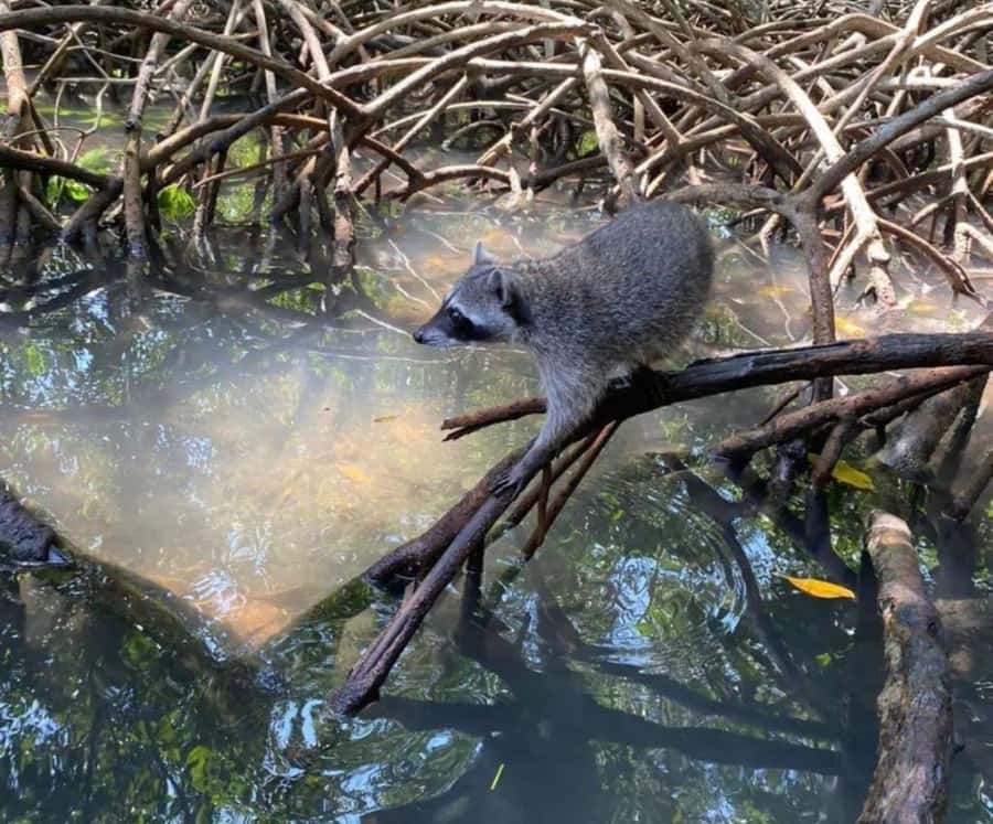 Full Day Barú island: Mangrove +Snorkel + Sunset + Plankton - Key points at a glance