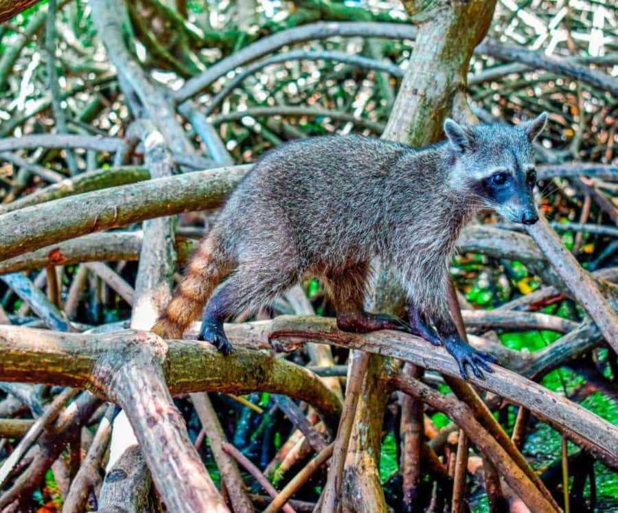 Full Day Barú island: Mangrove +Snorkel + Sunset + Plankton - From Cartagena to Freedom Beach Club in Barú