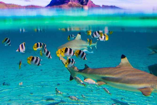 Full-Day Bora Bora Lagoon Cruise Including Snorkeling with Sharks and Stingrays - Why this six-hour lagoon cruise works so well