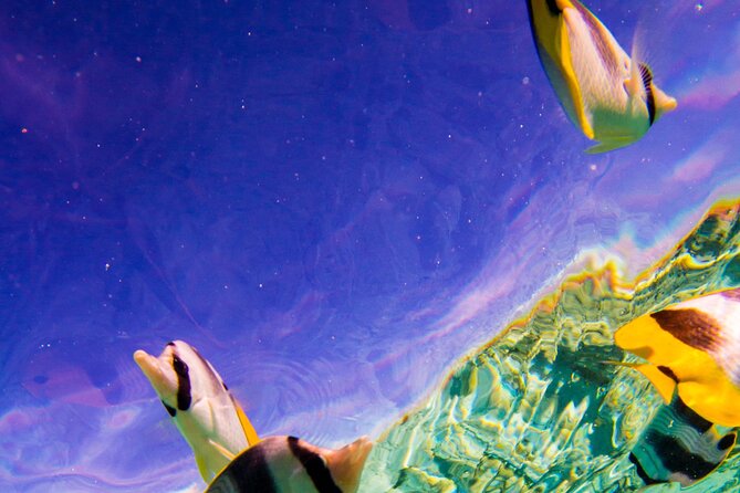 Full-Day Bora Bora Lagoon Cruise Including Snorkeling with Sharks and Stingrays - Manta rays, eagle rays, and the changing water conditions