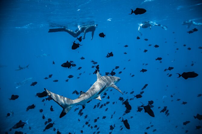 Full-Day Bora Bora Lagoon Cruise Including Snorkeling with Sharks and Stingrays - Coral Gardens, where the lagoon feels like an aquarium