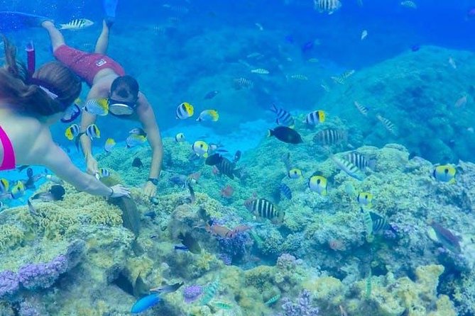 Full-Day Bora Bora Lagoon Cruise Including Snorkeling with Sharks and Stingrays - Stingrays and black-tip reef sharks in shallow water